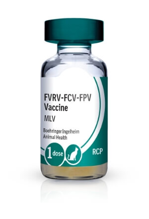 Feline store rcp vaccine